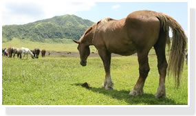 医薬品に使用されるヒト由来(※注射薬)を除き、プラセンタのサプリメントは市場に多く出回っている「豚」を中心に、
 「馬」や「羊」の胎盤を用いたものや、植物の胎座の部分を用いた原料が使われています。

なお、動物由来のプラセンタで最も高い栄養価をもつのは「馬由来」で、馬は豚と異なり年に１回しか出産をしないため、
 栄養価が非常に高く、衛生的かつ安全である事が特徴です。

【JBP EQパウダー】及び【JBP カプセル】は、株式会社日本生物製剤が製造する医療用医薬品の抽出技術(ラエンネック製法)を
 ウマプラセンタに応用。また、添加物を一切含まない、純粋なプラセンタエキスのみを使用しているため、圧倒的に高品質な
商品となっております。
