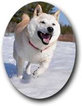 Eqパウダー 医療用医薬品メーカーがつくる犬と猫のための馬プラセンタサプリメント Eqパウダー 医療用医薬品メーカーがつくる犬と猫のための馬プラセンタサプリメント