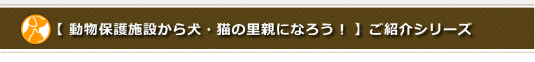 動物保護施設から犬・猫の里親になろうのご紹介中のシリーズ