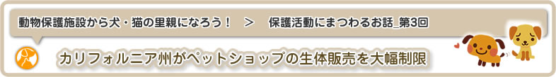 動物保護施設から犬・猫の里親になろう！：保護活動にまつわるお話_第3回は、カリフォルニア州がペットショップの生体販売を大幅制限です