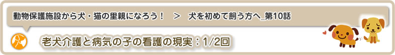 動物保護施設から犬・猫の里親になろう！：犬を初めて飼う方へ10は老犬介護と病気の子の看護の現実(1/2)についてです
