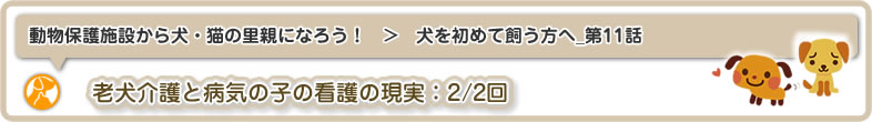 動物保護施設から犬・猫の里親になろう！：犬を初めて飼う方へ11は老犬介護と病気の子の看護の現実(2/2)についてです