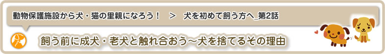 動物保護施設から犬・猫の里親になろう！：犬を初めて飼う方へ2は飼う前に成犬・老犬と触れ合おう～犬を捨てるその理由についてです