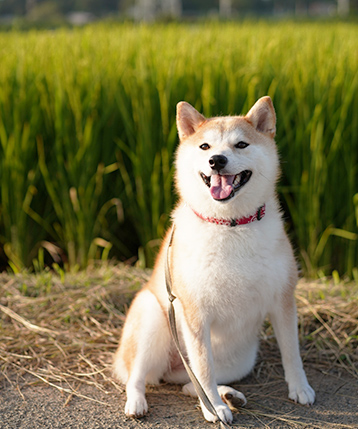 シニアは何歳から？