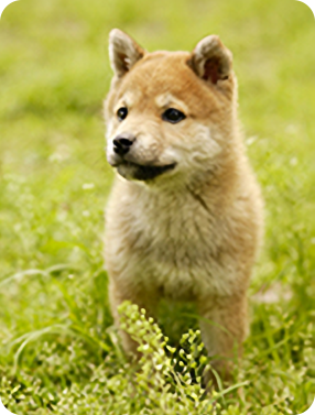 SHIBA